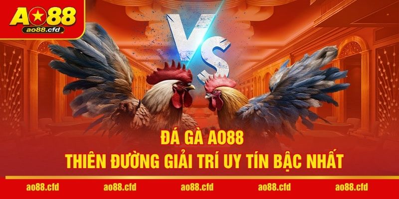 Đá gà AO88 – Thiên đường giải trí uy tín bậc nhất