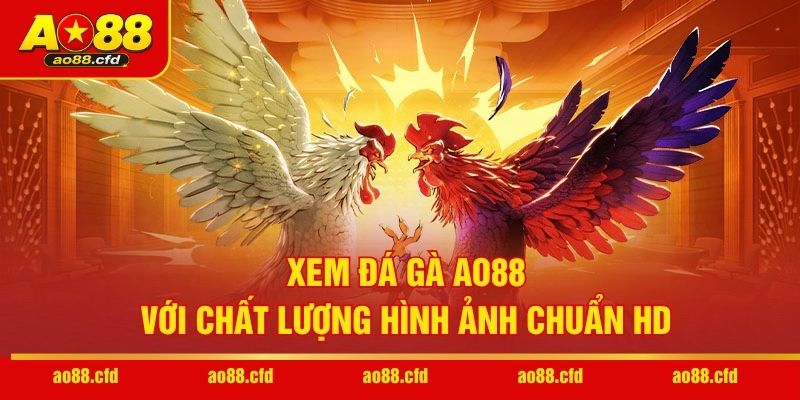 Xem đá gà AO88 với chất lượng hình ảnh chuẩn HD